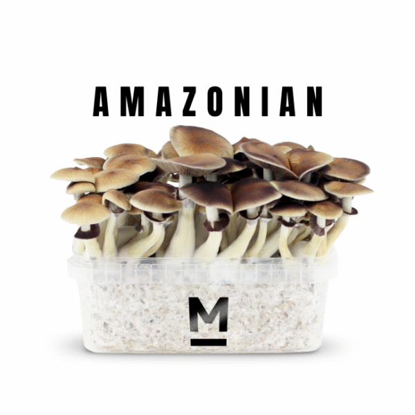 buy-magic-mushroom-grow-kit-pes-amazon-by-mondo-600x600-1.png