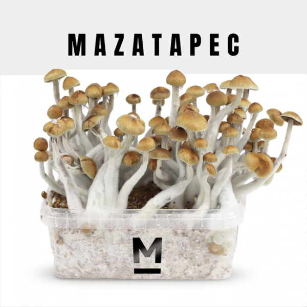 high-quality-mazatapec-magic-mushroom-grow-kit-online-600x600-1.png